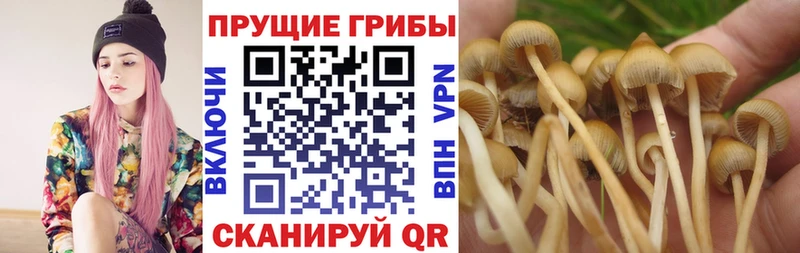 Псилоцибиновые грибы Psilocybe  Купить закладки  Юрга 